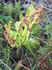 Botrychium alaskense