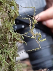 Trychopeplus laciniatus