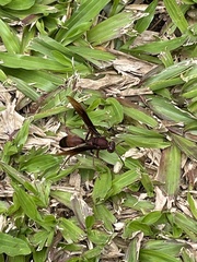 Hymenoptera