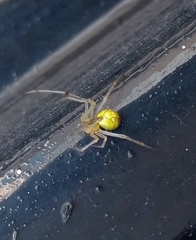 Theridion