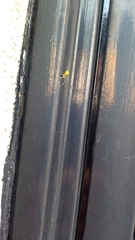 Theridion