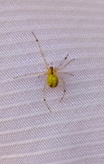 Theridion