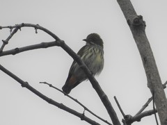 Dicaeum chrysorrheum