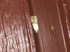 Ponometia elegantula