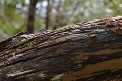 Tropidoscincus variabilis