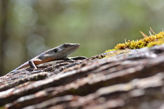 Tropidoscincus variabilis