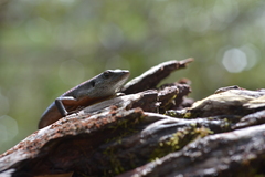 Tropidoscincus variabilis