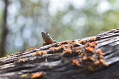 Tropidoscincus variabilis