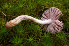 Mycogone rosea