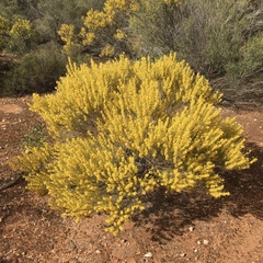 Acacia rigens