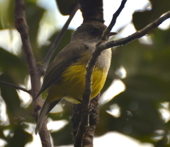 Eopsaltria flaviventris