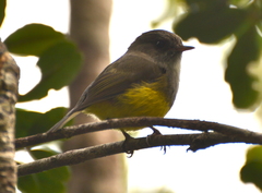 Eopsaltria flaviventris