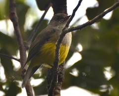 Eopsaltria flaviventris