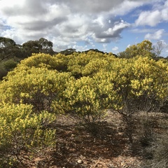 Acacia hakeoides