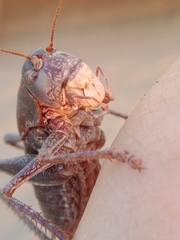 Anabrus simplex