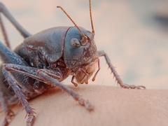 Anabrus simplex