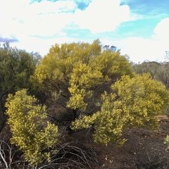 Acacia rigens