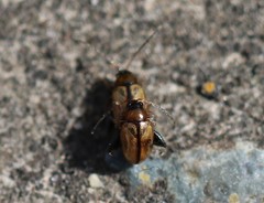 Longitarsus melanocephalus