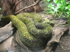 Protobothrops mangshanensis