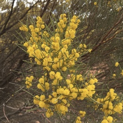 Acacia rigens