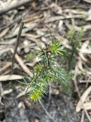 Acacia ulicifolia
