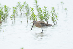 Limnodromus semipalmatus