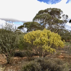 Acacia rigens