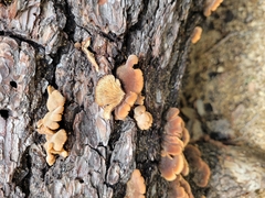 Lentinellus castoreus