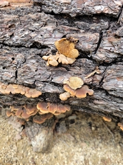 Lentinellus castoreus