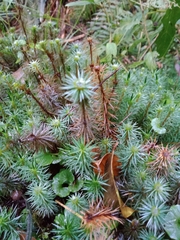 Dawsonia polytrichoides