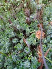 Dawsonia polytrichoides