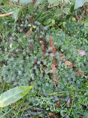 Dawsonia polytrichoides