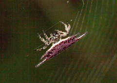 Gasteracantha mengei