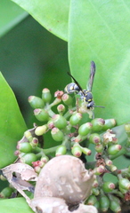 Apodynerus formosensis