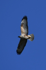Buteo rufinus