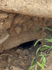 Pardalotus punctatus