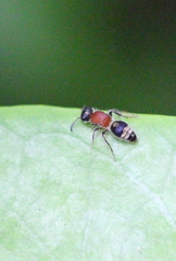 Bischoffitilla lamellata