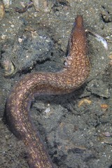 Gymnothorax cribroris