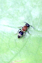 Bischoffitilla lamellata
