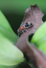 Bischoffitilla lamellata