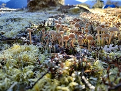 Laccaria masoniae