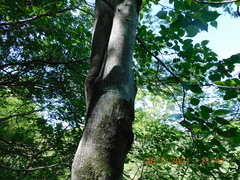 Lonchocarpus hermannii