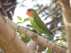 Agapornis roseicollis