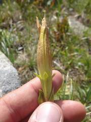 Gentiana acaulis