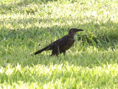 Quiscalus mexicanus