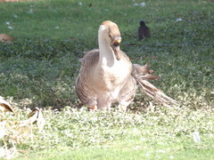 Anser cygnoides domesticus
