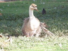 Anser cygnoides domesticus