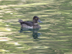 Aythya collaris
