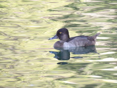 Aythya collaris