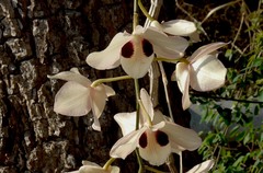 Dendrobium pulchellum